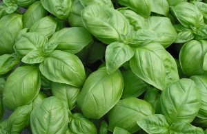 how to grow basil, growing basil from seed