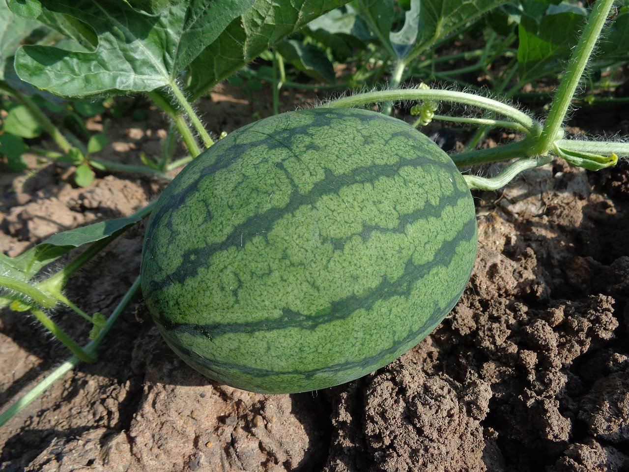 how to grow watermelons