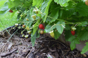 alpine strawberries, growing alpine strawberries