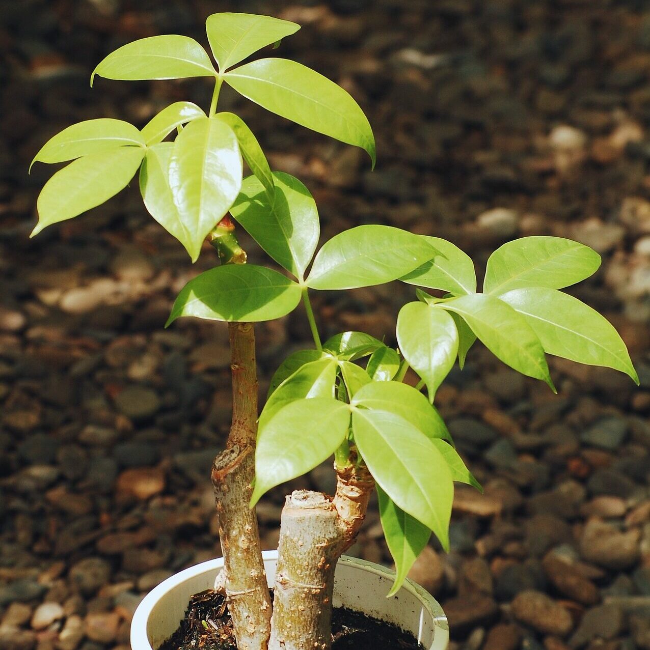 money tree plant, money tree plant care