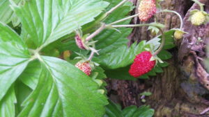 woodland strawberries, how to grow wild strawberries
