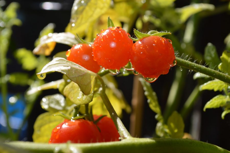 growing tomatoes, how to grow tomatoes