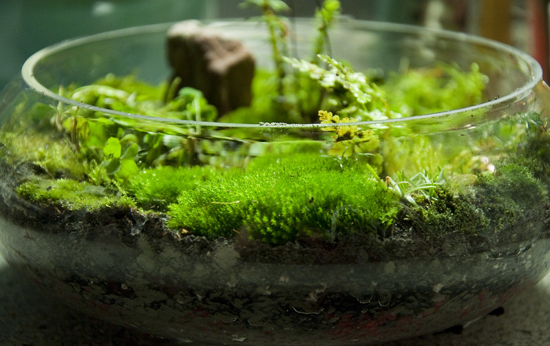 moss garden, moss gardens
