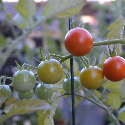 cherry tomatoes, tomato plant