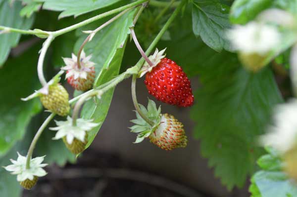 wild strawberry, wild strawberries
