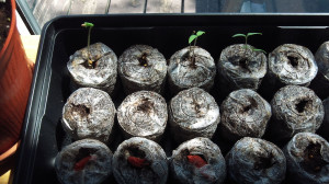 peat pellets, seedlings
