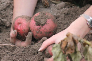 how to grow potatoes, planting potatoes, potato plant care