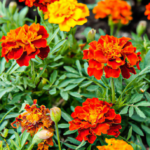french marigold flowers