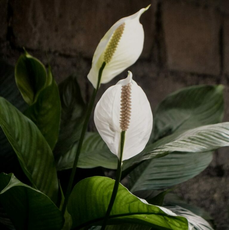 peace lily, peace lily care, peace lily flower