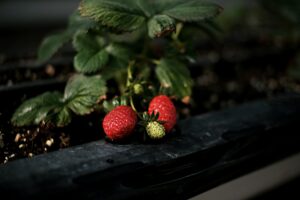 types of strawberry plants, strawberry types, strawberry plants